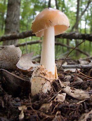 Grisette (Amanita vaginata) (9/24/06)