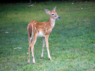 Fawn Number One