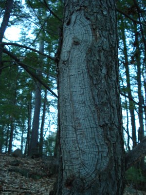 Healing barking wound with over 10 years growth rings