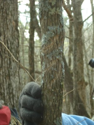  Bear marking on Hop Hornbeam.JPG