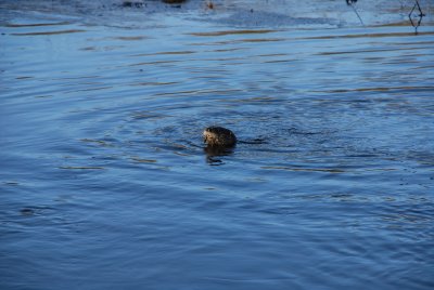 otter dlange. Feb7.JPG