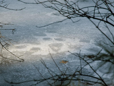 Beaver Prints on Ice