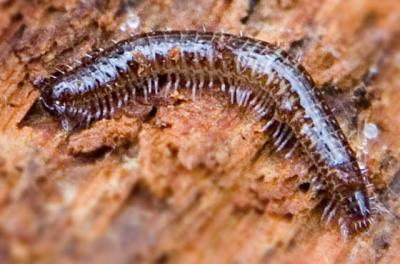 Millipede