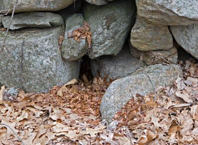 Squirrel Dining Area