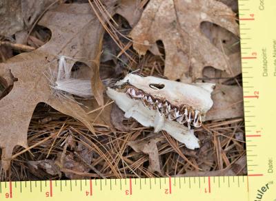 Deer Jaw and Hair