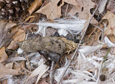 Coyote Scat with Fur and Straw