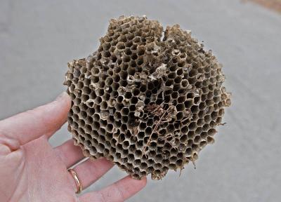 Wasp Nest