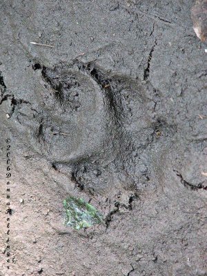 Fox track in mud