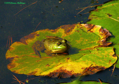bullfrog.pad.4302.jpg
