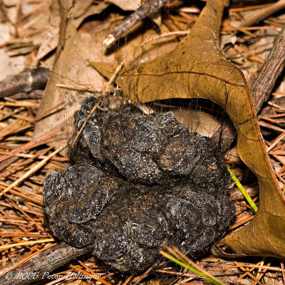 Deer Scat with Fungus