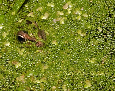 Frog in Duckweed
