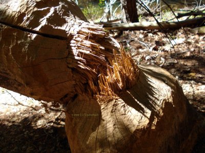 Felling a tree beaver style