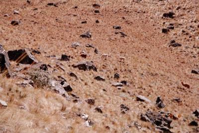  How many llamas can you find in this picture?