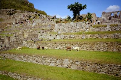  Llamas on the terraces within the city