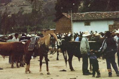  The famous bull market of Celendin -- horses are sold, too! Do you want to buy a Paso Fino