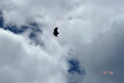   Meanwhile, an eagle circles over the canyon