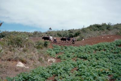   Plowing with oxen and a wooden(!) plough