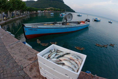 A fisherboat and its catch