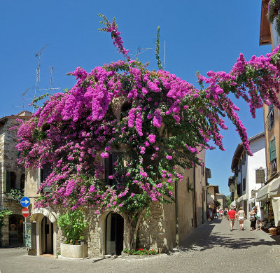 House with plant