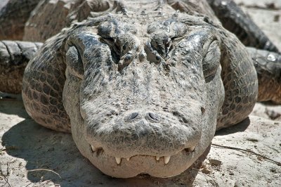Alligator farm - near Florida City, FL