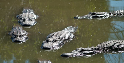 Alligator farm - near Florida City, FL