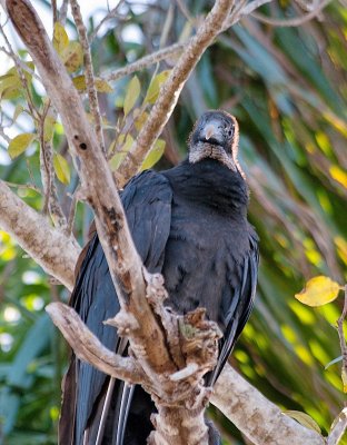 Vulture