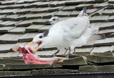 Bird eating fish 2