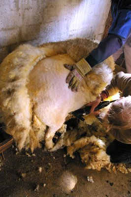 Shearing II