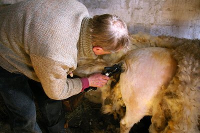 Shearing III
