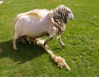 Ram escaping I