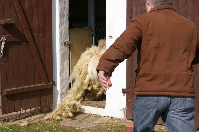 Ram back into the pen