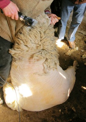 Shearing of the head