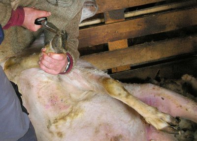Hoof trimming