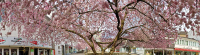 Blooming Cherry Tree at Treppenstrae