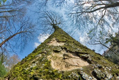 A tree