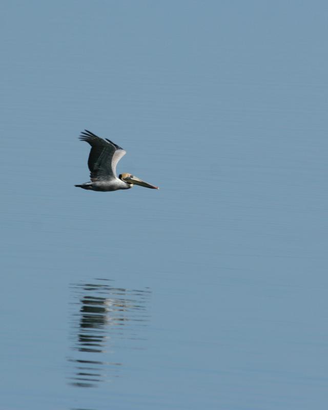 brown pelican flying  _4429.jpg