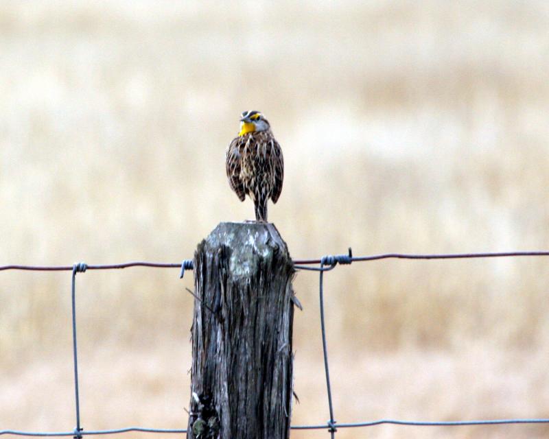 eastern meadowlark 4552.jpg