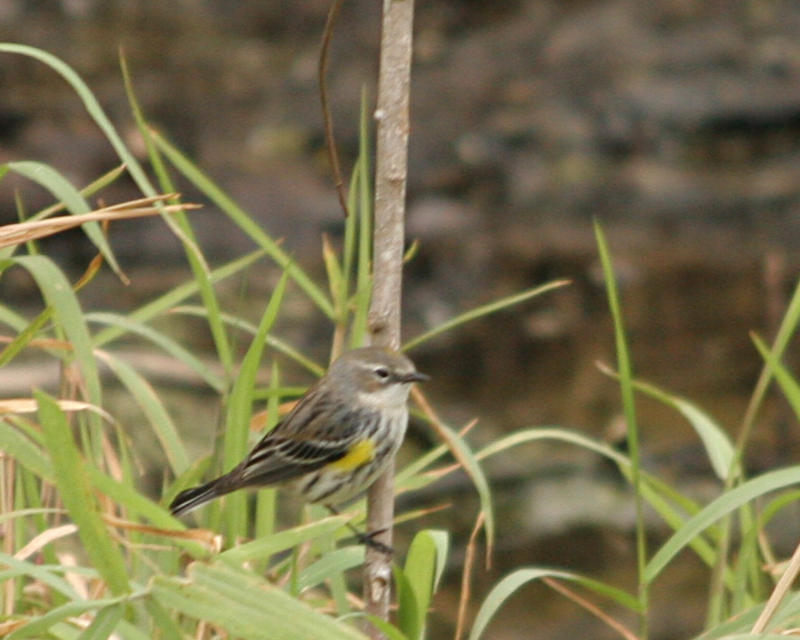 yellow rumped warbler _3607.jpg