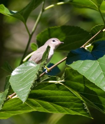 warblingvireo-2806.jpg