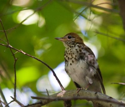 woodthrush-2863.jpg