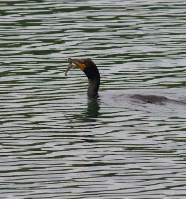 cormorant-2009.jpg