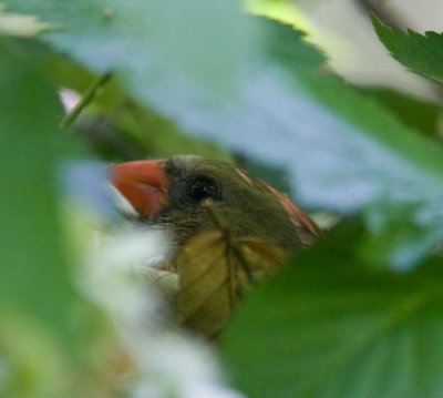 cardinalinnest1394-Edit.jpg