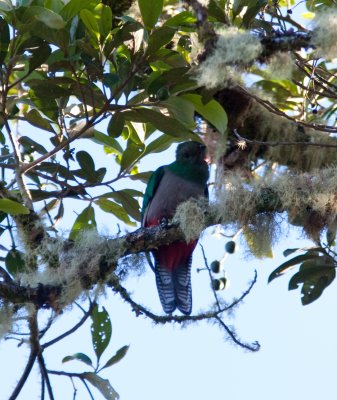 resplendent quetzal -9340.jpg