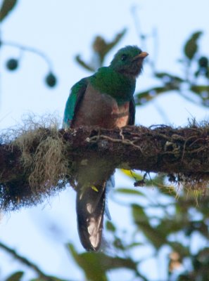 resplendent quetzal  -9364.jpg