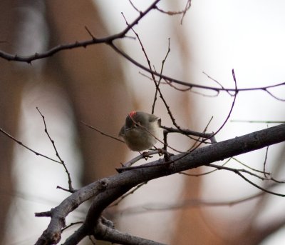 rubycrownedkinglet-6257.jpg