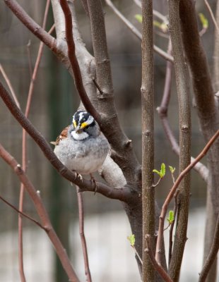 whitethroated sparrow-9842.jpg