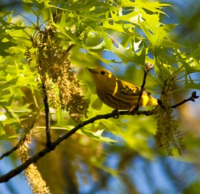 yellow warbler-7168-2.jpg