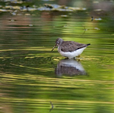 20090519-sol sandpiper-9204.jpg