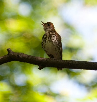 20090519-wood thrush singing-9300.jpg
