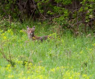 20090517-coyote-8055.jpg